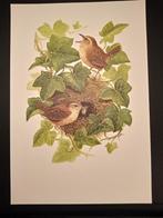 Winterkoninkje, Verzenden, 1980 tot heden, Zo goed als nieuw, Dier