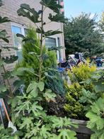 Vijgenboom, Volle zon, Bloeit niet, 100 tot 250 cm, Overige soorten