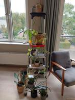Plantenverzameling: 14 kamerplanten incl. Wout potten, Ophalen, Halfschaduw, Minder dan 100 cm