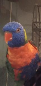 Tamme lorri, Dieren en Toebehoren, Mannelijk, Parkiet, Tam