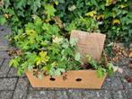 Rotsooievaarsbek gratis meenemen, Tuin en Terras, Planten | Tuinplanten, Ophalen, Zomer, Overige soorten, Halfschaduw
