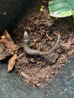 Nk25 Lepidophyma flavimaculatum, Hagedis, 0 tot 2 jaar
