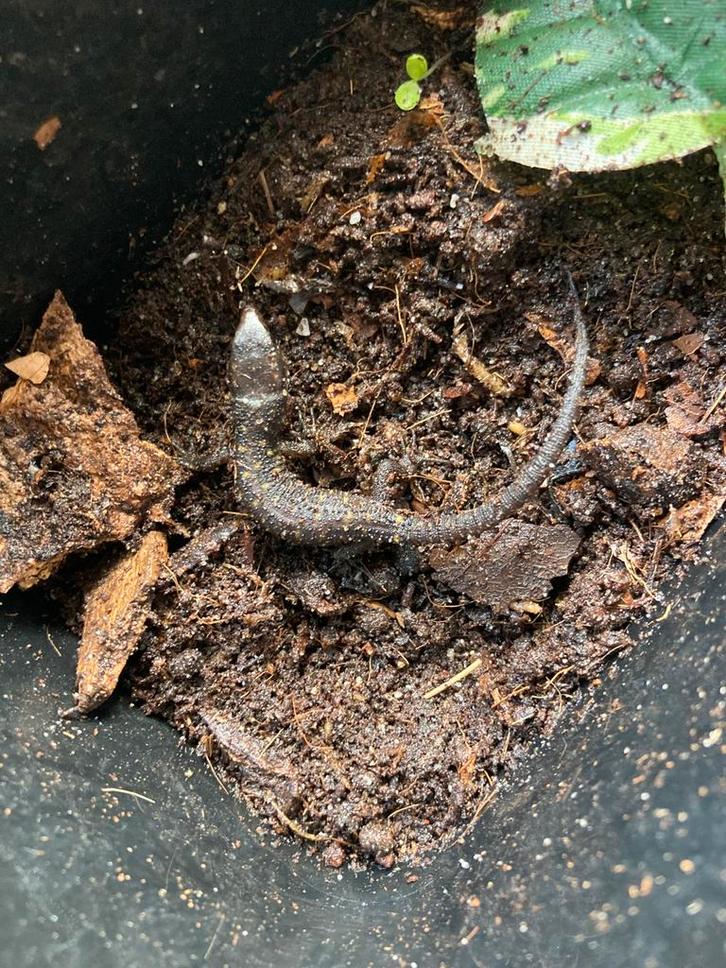 Nk25 Lepidophyma flavimaculatum, Dieren en Toebehoren, Reptielen en Amfibieën, Hagedis, 0 tot 2 jaar