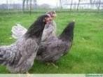 Australorp kippen., Vrouwelijk, Kip