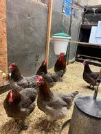 Broed eieren Marans blauw koper, Dieren en Toebehoren, Geslacht onbekend, Kip