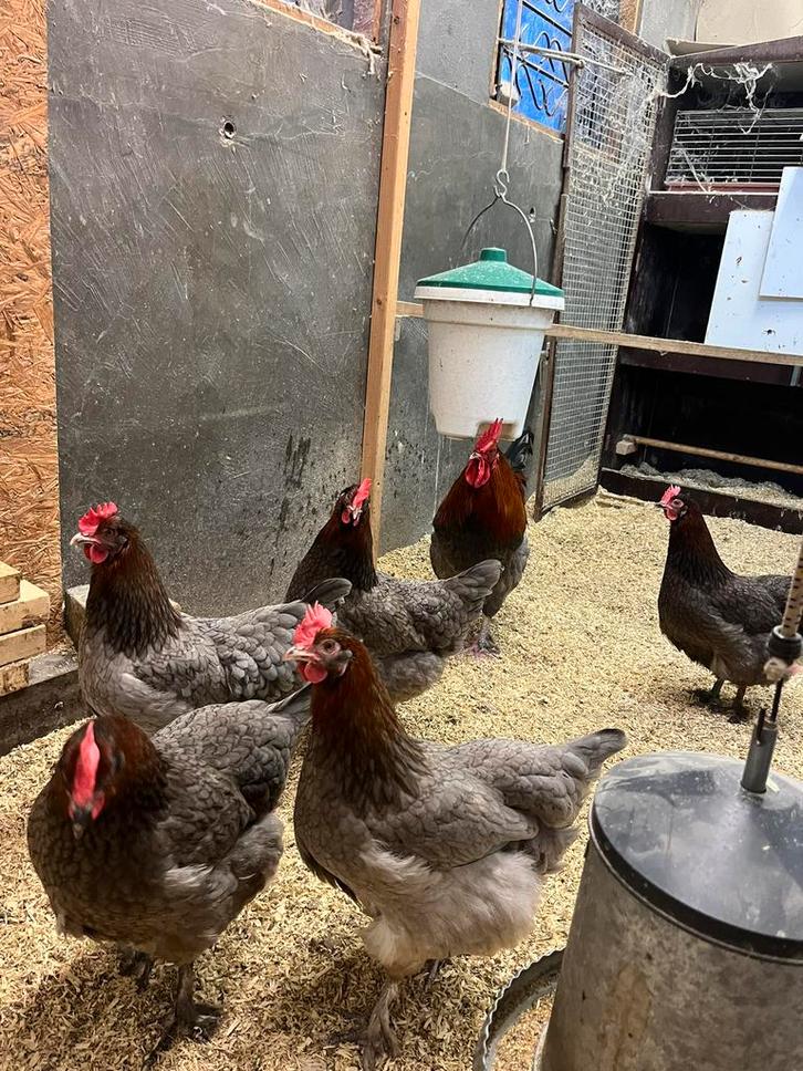 Broed eieren Marans blauw koper, Dieren en Toebehoren, Pluimvee, Kip, Geslacht onbekend
