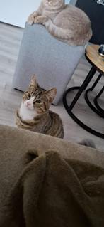 Herplaatsing kitten (7 maanden), Dieren en Toebehoren, Kater, Ontwormd