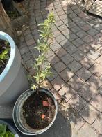 Vlinderstruik - buddleja stek paars, Ophalen, Vlinderstruik