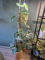 Monstera Albo Variegata, Ophalen