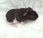 Jonge cavia,s, Dieren en Toebehoren, Knaagdieren, Cavia, Augustus, Meerdere dieren, Tam