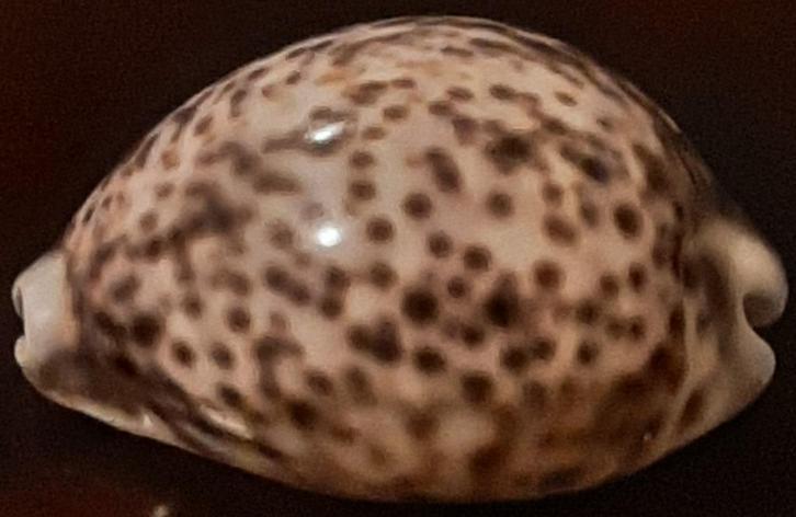 🐚Brocante: Verzameling schelpen - Ook los te koop🏷️€18,50-, Verzamelen, Mineralen en Fossielen, Schelp(en), Ophalen of Verzenden