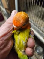 Diverse jonge fisheris voor kleine prijzen, Dieren en Toebehoren, Vogels | Parkieten en Papegaaien, Meerdere dieren, Parkiet