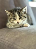 Laatste 2! Leuke kittens, goed verzorgd en goed tam., Dieren en Toebehoren, Katten en Kittens | Overige Katten, Meerdere dieren