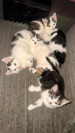 Kittens te koop mogen direct weg, Dieren en Toebehoren, Katten en Kittens | Overige Katten, Meerdere dieren