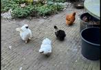Broedeieren te koop, Dieren en Toebehoren, Geslacht onbekend, Kip