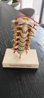 Anatomisch Model Halswervelkolom, Ophalen
