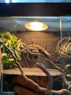 Varanus Glauerti 0.0.1 (Vermoedelijk man), Hagedis