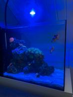 Waterbox 15 zee aquarium, Dieren en Toebehoren, Ophalen, Zo goed als nieuw, Gevuld zeewateraquarium