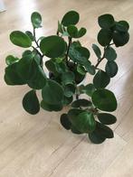 Peperomia, kamerplant Peperomia obtusifolia, Ophalen, Overige soorten, Halfschaduw, In pot