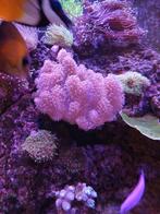 Duivelsklauw koraal, Dieren en Toebehoren, Ophalen, Gebruikt, Plant(en), Steen of Hout