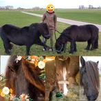 Verzorgster aangeboden / verzorg paard gezocht, Dieren en Toebehoren, Paarden en Pony's | Overige Paardenspullen, Ophalen of Verzenden