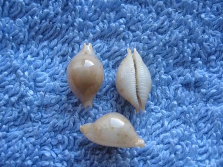 Schelpen: Cypraea margarita Dillwyn gem 13-15mm, Verzamelen, Mineralen en Fossielen, Schelp(en), Verzenden