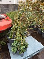 Toscaanse jasmijn kleur wit 2 lengtes 100cm 7,95 -200cm17,95, Ophalen, Volle zon, Vaste plant, Klimplanten