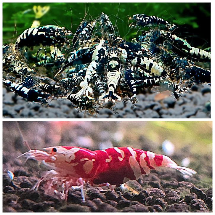 Caridina Red Fancy Tiger en Galaxy Pinto garnalen, Dieren en Toebehoren, Vissen | Aquariumvissen, Kreeft, Krab of Garnaal, Schoolvis