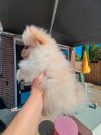 Kleine pom morgen ophalen, Reu, CDV (hondenziekte), 8 tot 15 weken, Meerdere