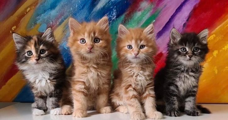 Gezocht een poesje/ kitten in de omgeving van Haarlem., Dieren en Toebehoren, Katten en Kittens | Overige Katten, Poes