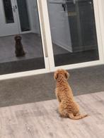 F3 multigen Doodle labrador labradoodle oudere pup pups, Dieren en Toebehoren, Honden | Retrievers, Spaniëls en Waterhonden, 15 weken tot 1 jaar
