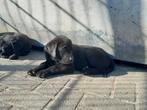 Labrador puppy's, Dieren en Toebehoren, Honden | Retrievers, Spaniëls en Waterhonden, Particulier, Meerdere, 8 tot 15 weken, Meerdere dieren