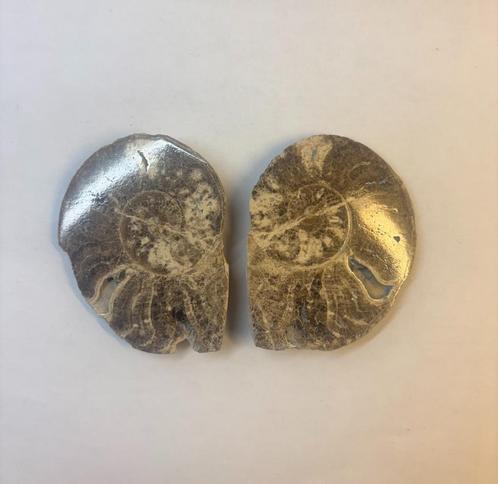 Ammoniet fossiel (5), Verzamelen, Mineralen en Fossielen, Fossiel, Ophalen of Verzenden