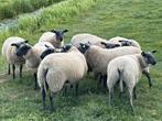 Bleu du Maine ram lammeren, Dieren en Toebehoren, Schapen, Geiten en Varkens, Mannelijk, Schaap