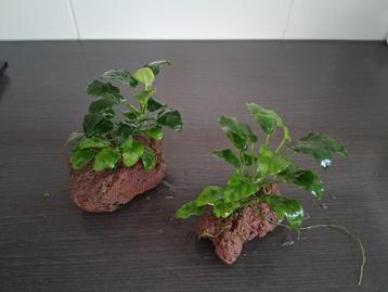 Mooie anubias  beschikbaar voor biedingen