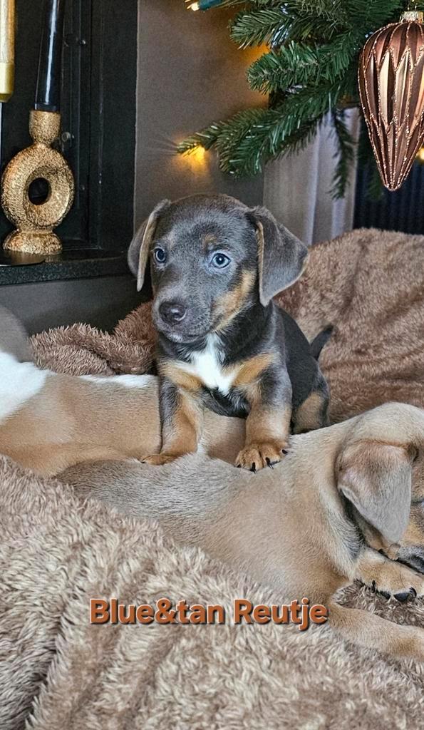 Prachtige Jack russell pups blue&tan liver&tan nog 3 reutjes, Dieren en Toebehoren, Honden | Jack Russells en Terriërs, Meerdere dieren
