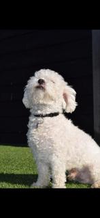 prachtig kleine Maltezer Dekreu, Rabiës (hondsdolheid), Reu, Eén hond, 3 tot 5 jaar