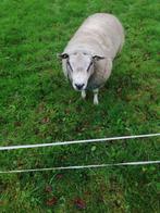 Dekram, Mannelijk, Schaap