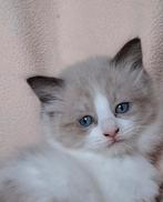 Kittens langharig, Dieren en Toebehoren, Katten en Kittens | Raskatten | Langhaar, Meerdere dieren, Ontwormd, 0 tot 2 jaar