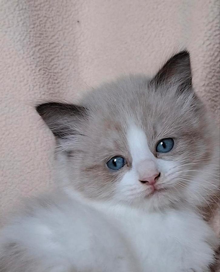 Kittens langharig, Dieren en Toebehoren, Katten en Kittens | Raskatten | Langhaar, Meerdere dieren, 0 tot 2 jaar, Ontwormd