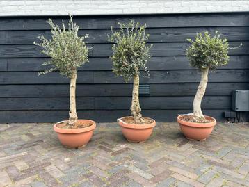 Olea europaea olijfboom in decoschaal stamomtrek 16/20 cm