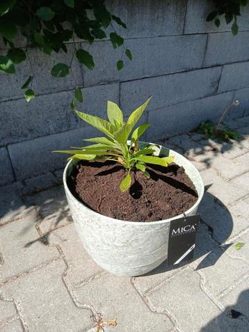 Brugmansia wit. beschikbaar voor biedingen