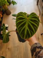 philodendron verrucosum, Huis en Inrichting, Overige soorten, Minder dan 100 cm, Ophalen of Verzenden, Halfschaduw