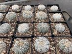 Cactus Astrophytum Super Kabuto potmaat 7,5 cm, Minder dan 100 cm, Bloeiende kamerplant, Halfschaduw, Ophalen of Verzenden