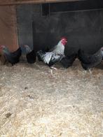 Broedeieren van de sussex kriel, Dieren en Toebehoren, Geslacht onbekend, Kip