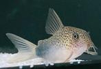 Corydoras (Hoplisoma) Similis (Simile) - 5 voor €30, Vis, Zoetwatervis, Schoolvis