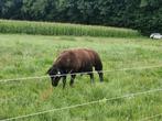 Mooie luxe overjarige ram, Dieren en Toebehoren, Schapen, Geiten en Varkens, Mannelijk, Schaap, 0 tot 2 jaar