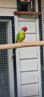 Pruimekop groen/overgoten/opaline/pastel x opaline/overgoten, Dieren en Toebehoren, Meerdere dieren, Dwergpapegaai of Agapornis