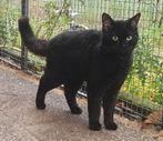 Zwarte poes met schapenvacht (REX), Dieren en Toebehoren, Katten en Kittens | Overige Katten, Poes, Kortharig, 0 tot 2 jaar