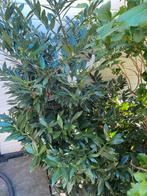 Vaste plant - winterhard - groen blijvende struik - laurier, Tuin en Terras, Planten | Struiken en Hagen, Ophalen, Laurier, 100 tot 250 cm